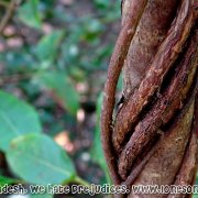 Tengragiri Wildlife Sanctuary